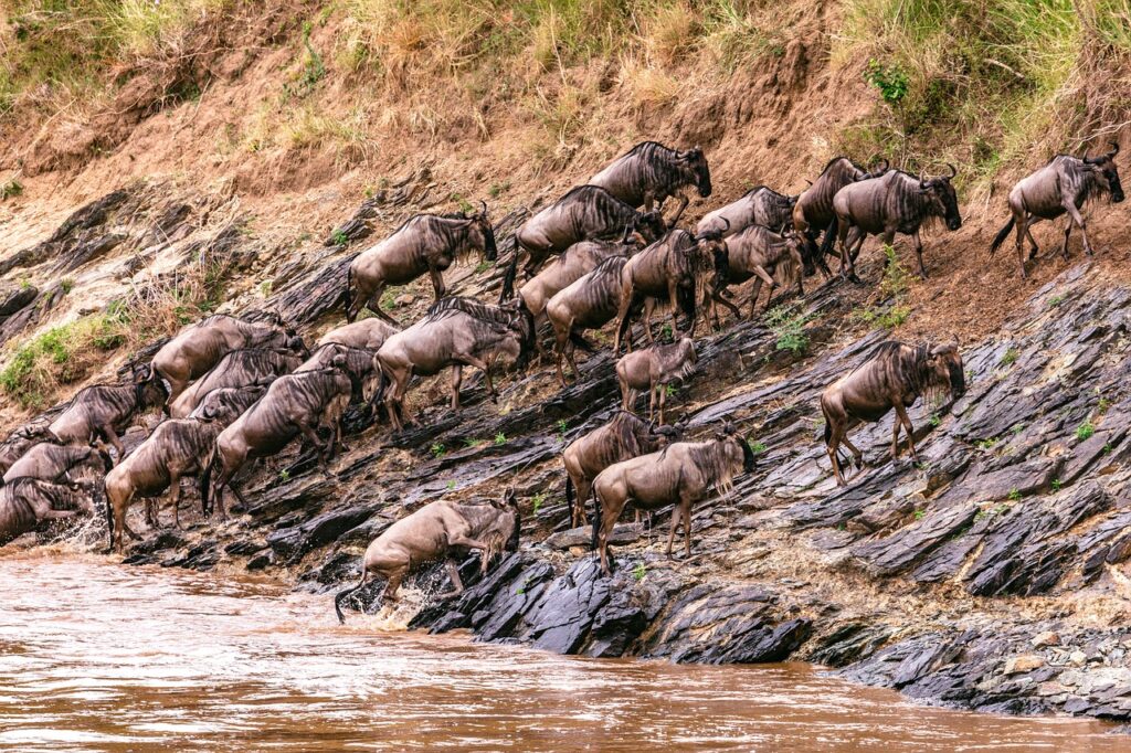 blue wildebeests, wildebeests, river