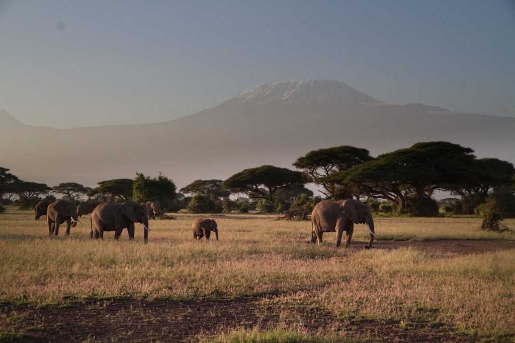 elephants, kilimajaro, amboseli