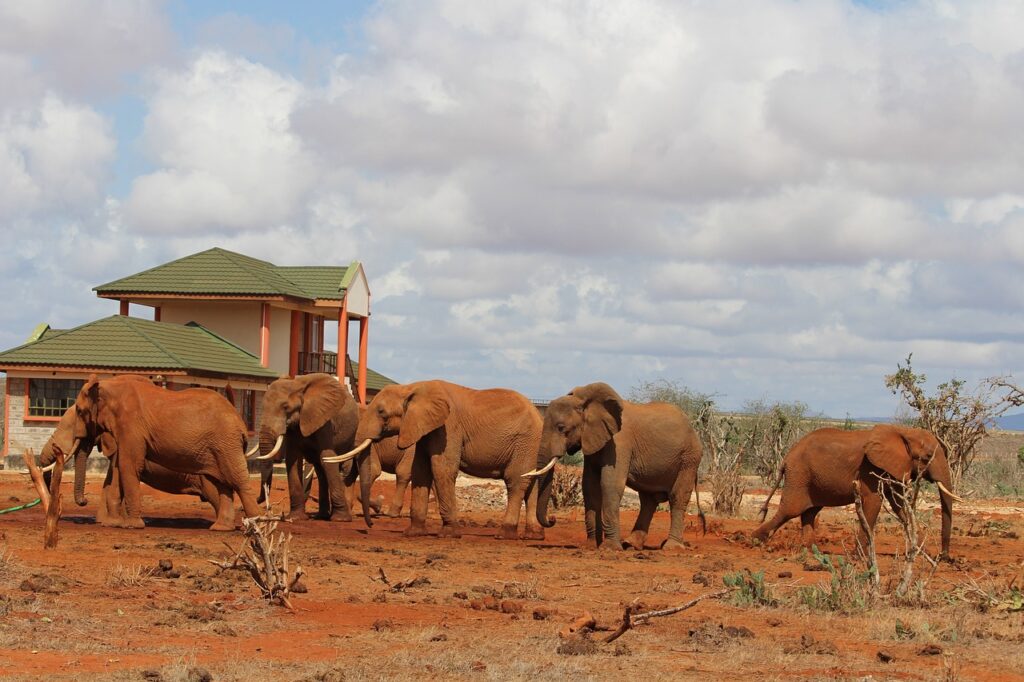 elephant, water hole, africa