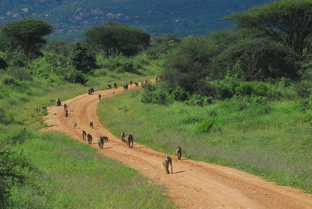 baboons, tsavo, kenya