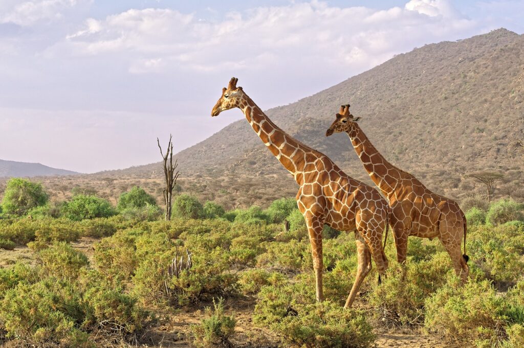 africa, giraffes, kenya