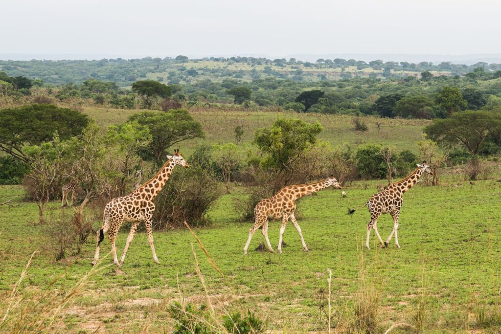 Three giraffes stroll through the lush savannah of Africa, showcasing exotic wildlife.