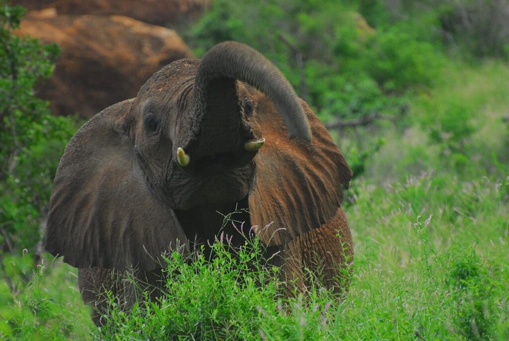 elephant, tsavo, kenya, safari, africa, wilderness, nature, wild, landscape, big, conservation, endangered, grass, tsavo west national park, community, outdoors, environment, earth hour, forest, green, tusk, ivory, green earth, green community, green communication