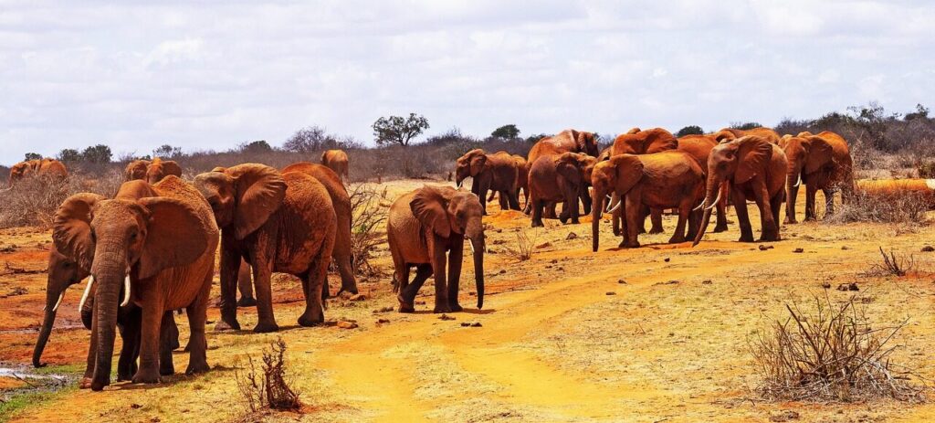 africa, kenya, tsavo east, elephants, safari, wilderness, east africa, kenya, kenya, kenya, tsavo east, tsavo east, tsavo east, tsavo east, tsavo east, east africa